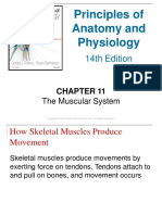 Anatomy and Physiology Chapter11 The Muscular System