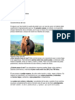 Características y adaptaciones del oso