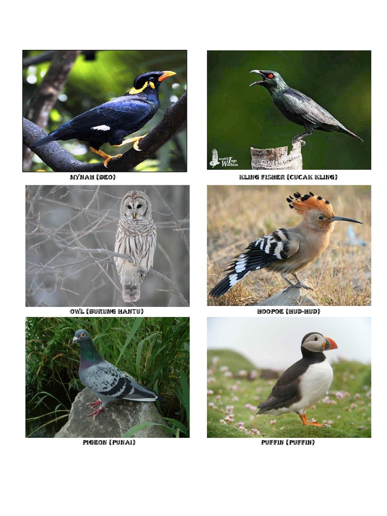 Mynah (Beo) Kling Fisher (Cucak Kling) | PDF | Dinosaurs | Paravians