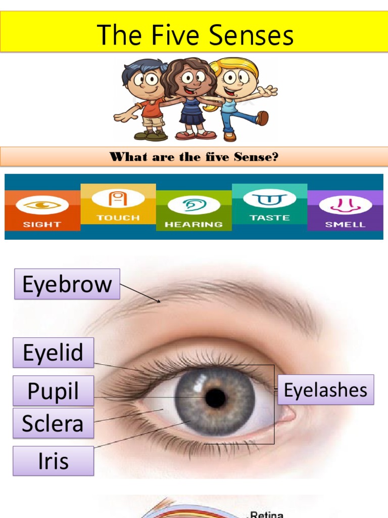 Understanding the Five Senses | PDF