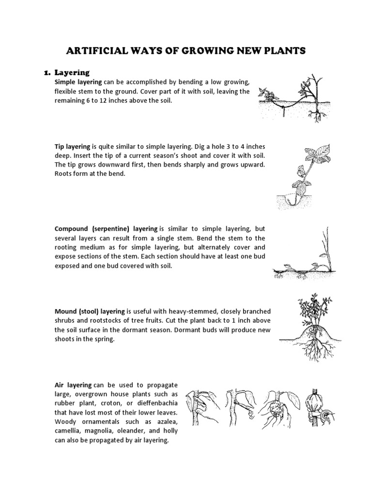 Artificial Ways of Growing New Plants PDF Grafting Root
