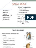 Anatomi Hidung