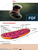 Cell Lecture 3