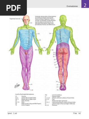 NETTER Dermatom | PDF | Sports | Limbs (Anatomy)