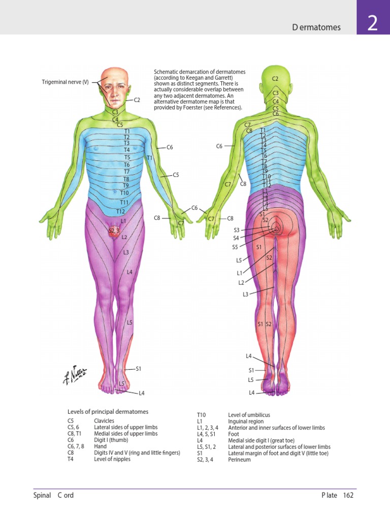 NETTER Dermatom | Sports | Limbs (Anatomy)