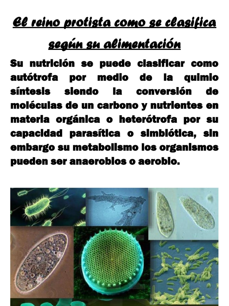Clasificación del Reino Protista por Alimentación | PDF