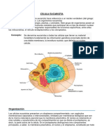 Celula Eucariota