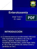 Enterotoxemia