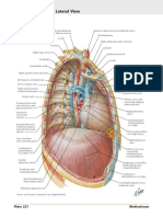 Mediastinum Right Lateral View Anatomy