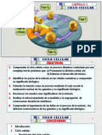 A Ciclo Celular - Arteaga M. Modif.