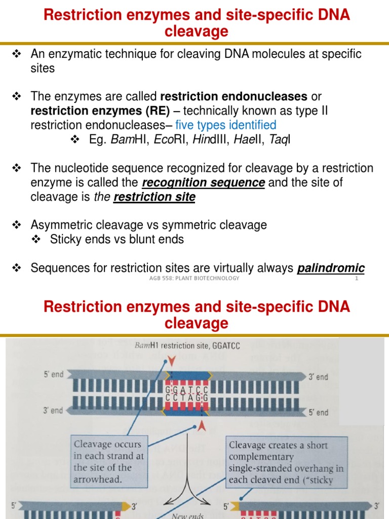 Plant Biotech: DNA & Enzyme Insights | PDF | Restriction Enzyme | Genetics