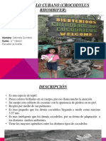 Cocodrilo Cubano PDF
