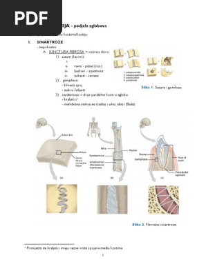 Zglobovi | PDF