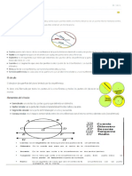 Circunferencia y Circulo