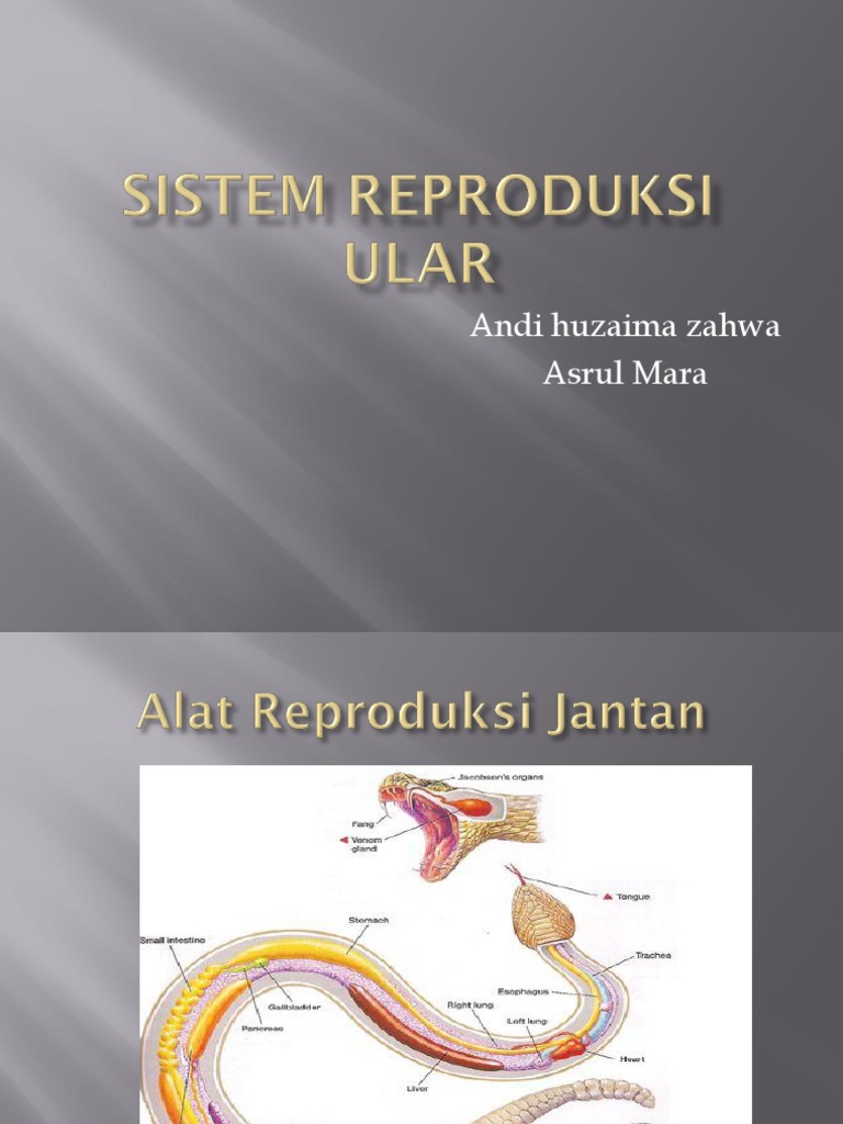 Xotinim uchun panties foto