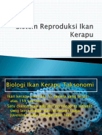 Sistem Reproduksi Ikan Kerapu