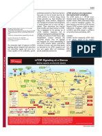 mTOR Signaling Pathway Regulation of Cell Growth and Metabolism