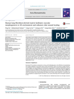 Human Lung Fibroblast-Derived Matrix Facilitates Vascular Morphogenesis in 3D Environment and Enhances Skin Wound Healing