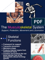Presentation 14 Skeletal System