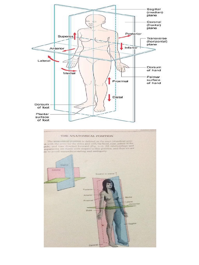 Normal OB Notes. Reviewer | PDF | Uterus | Pelvis