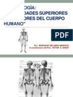 Cuerpo Humano (Extremidades Superiores y Inferiores)