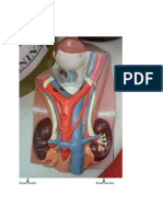 Tugas Anatomi Urology