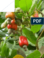 Major Diseases of Cashew (Anacardium Occidentale L.) Caused by Fungi and Their Control in Odisha, India - IJB