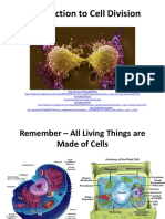 Cell Division Mitosis Meiosis