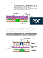 Bacteria Gram Positiva y Negativa