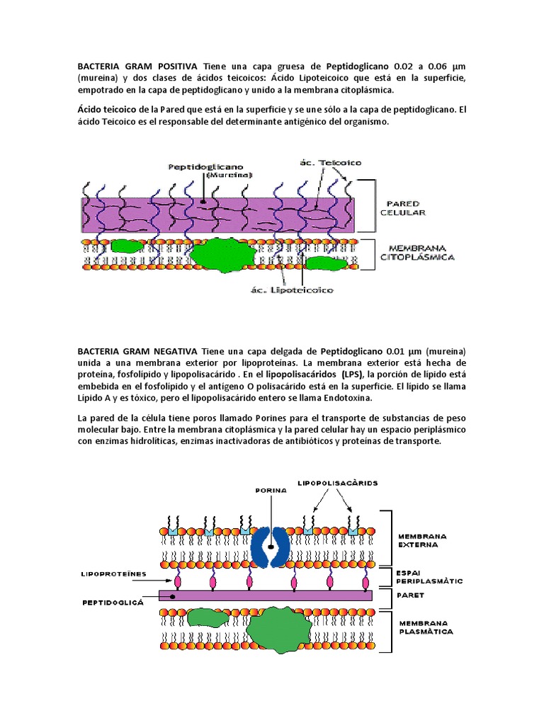 Estructura de Bacterias Gram Positivas y Negativas | PDF