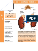 CORTEZA SUPRARRENAL  2014.pdf