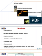 Subfilos y clases de los cordados y vertebrados