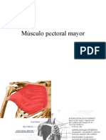 Músculo pectoral mayor y psoas iliaco
