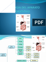 Fisiología Del Aparato Digestivo