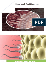 Fertilization Process Explained