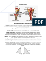 Esquema Laringe