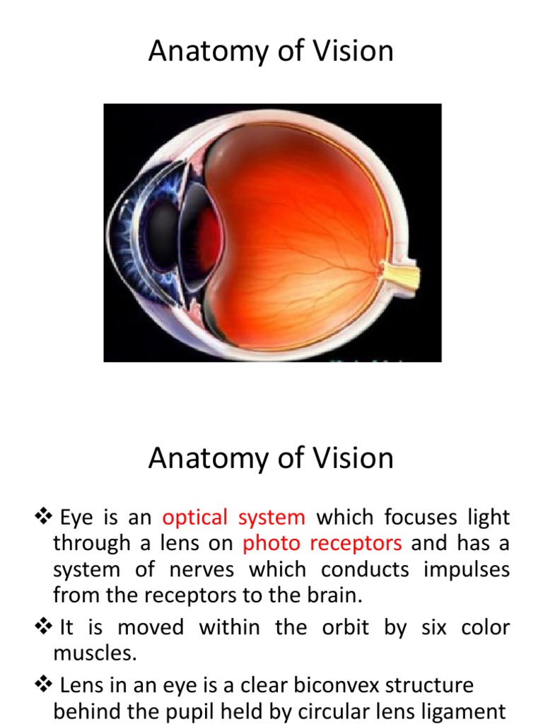 Anatomy of Vision | PDF | Eye | Biomaterial
