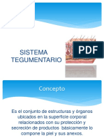 Trabajo de Sistema Tegumentario