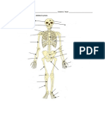 Activity - Skeletal System