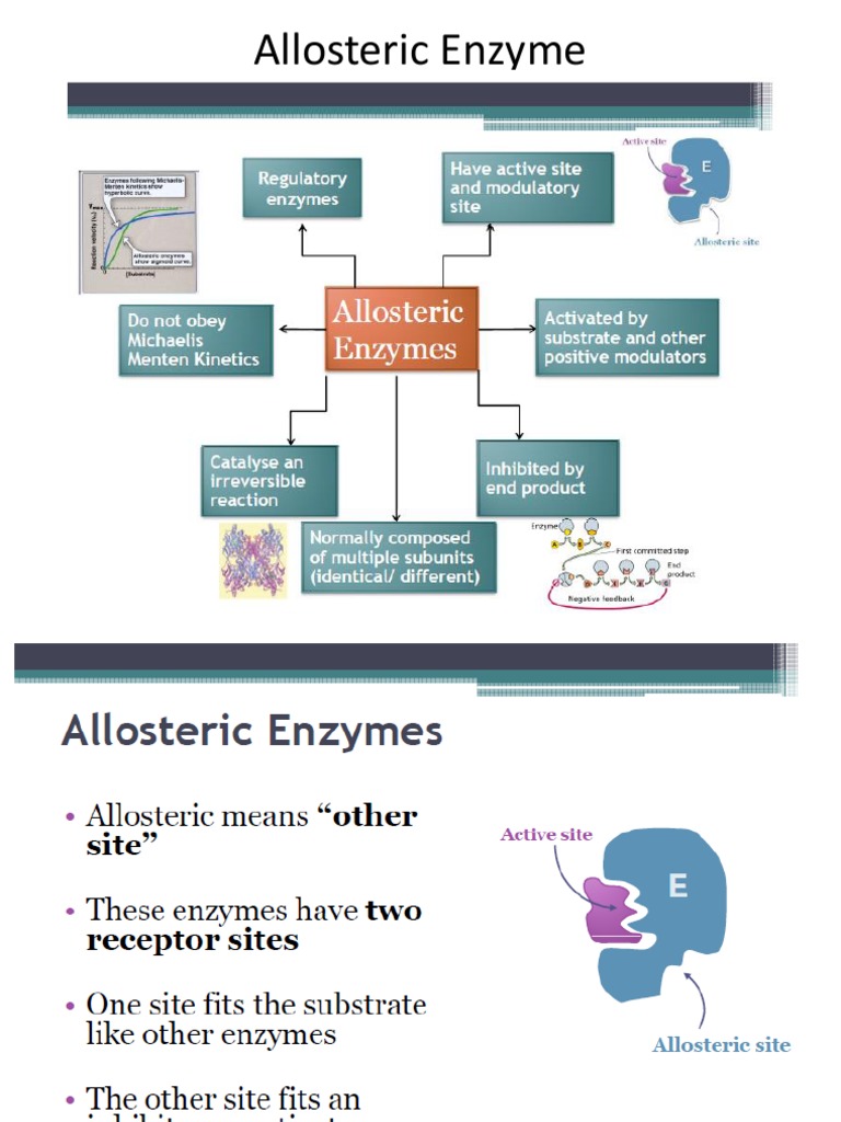Allosteric Enzyme Regulation Explained | PDF