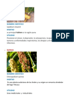 Plantas Nativas y Su Descripcion