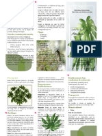 Trifoliar Aralia MEJORADO