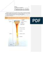 340372648-Osteo-Articular.pdf