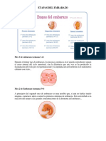 Etapas Del Embarazo