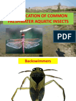 Identification of Aquatic Insects
