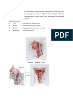 anatomi faring