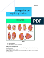 Sistema Urogenital