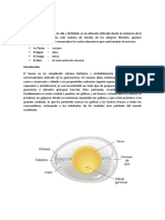 ESTRUCTURA DE HUEVO.docx