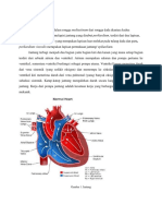 Anatomi Jantung