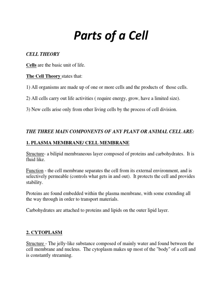 Parts of A Cell PDF Endoplasmic Reticulum Cell Nucleus